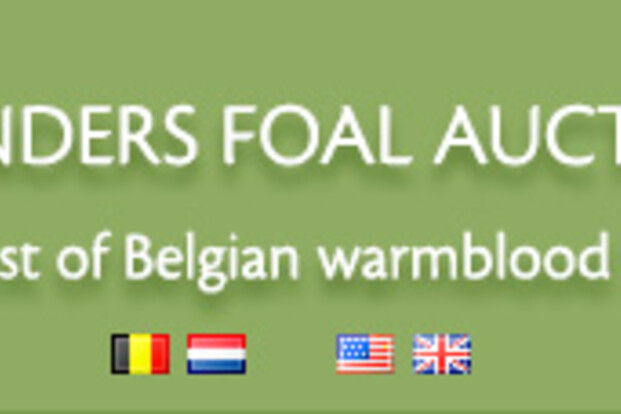 FLANDERS FOAL AUCTIONS ? Bonheiden  in samenwerking met het BWP