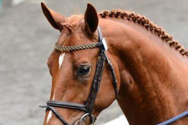 Krismar-hengst wint voorselectie Hengstenkeuring SF