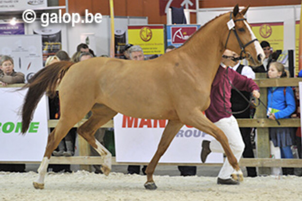 Stefaan De Smet wint met Habibi van de Maltahoeve