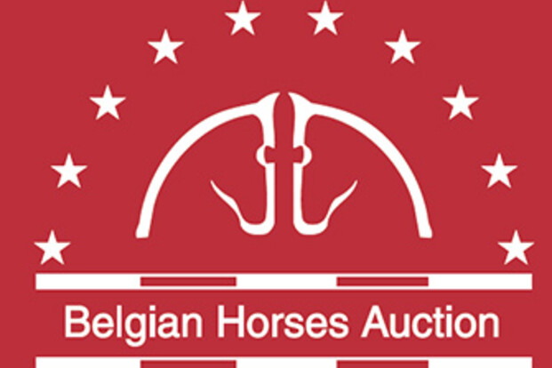 Selectie Belgian Horses Auction ? Veiling De Warre 14 september 2013