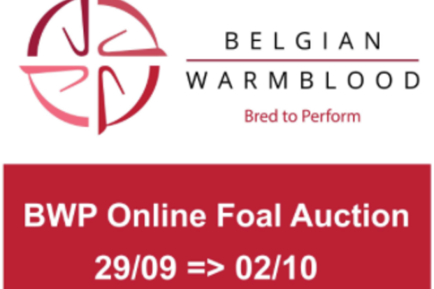 BWP Online Foal Auction: inschrijven t/m 21