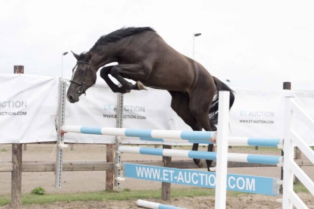 ET Auction: 48.000 euro voor Plathina ET Auction: 48.000 euro voor Plathina