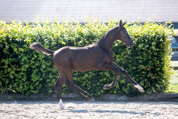 Unieke opeenstapeling van Grand Prix-genen Unieke opeenstapeling van Grand Prix-genen
