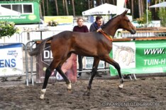 VK Pulderbos: Jonge(re) hengsten domineren