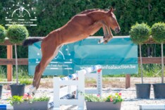 Zaterdag Belgian Foal Auction - gratis inkom