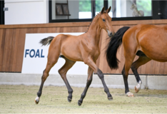 Uit het oog springende veulens bij Foal Auction 111!