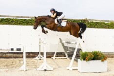 90.000 euro voor Carrera VDL-zoon in Youhorse.auction