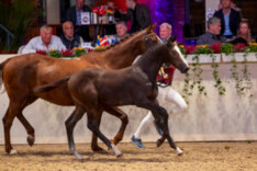 Opnieuw record brekende editie van de Limburgse Veulenveiling