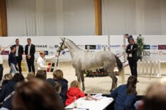 Belgian Youngsters Auction: Mexico legt de duurste vast
