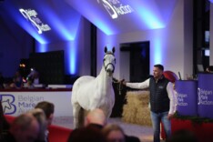 Belgian Mare Auction knallend van start met 58.000 euro voor Chaccolonie
