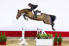 Vuurwerk met Untouchento VDL Z in nieuwjaarsveiling Youhorse.auction