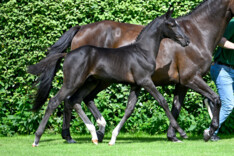 Belgian Foal Auction selecteert!