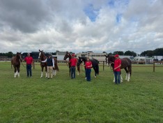 Team Belgium klaar voor EK Vierspannen in Lähden: paarden fit to compete!