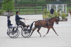 Drie Belgische menners bekroond met FEI Golden Badge of Honour