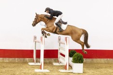 Eerste veilingtopper Youhorse.auction 2026 voor 40.000 euro