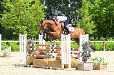SLF Summer Auction keert terug met een uitstekende collectie veulens, jonge talenten en bewezen sportpaarden