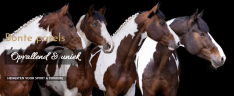 Stud De Rock 1 lanceert gloednieuwe website