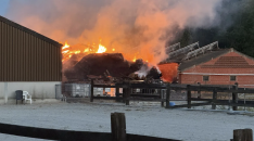 Vijftig paarden ontsnappen aan ramp na hevige brand in Zillebeke