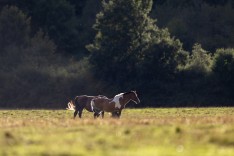 WK Aken past planning aan vanwege extreme hitte