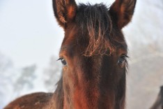 Dodelijk ongeval met paardenkoets in Zwitserse Alpen, terwijl paard in Zevekote wordt gered