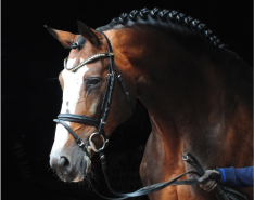 Paardenwereld neemt afscheid van legendarische vererver Balou du Rouet
