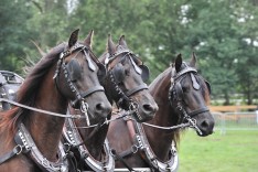 Einde voor de paardenkoetsen in New York: dierenwelzijn haalt het van traditie