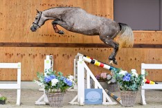 HORSE AUCTION BELGIUM IS OP ZOEK! 🇧🇪