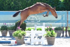 Collectie Belgian Foal Auction 2018 online!