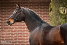 Jaguar Mail weer in Nederland gestationeerd