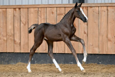 €36.000 voor veilingtopper in juni Deals collectie van HorseDeals!