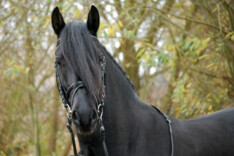 Neerpelt, Jelle's Home, Huiskeuring EAFS