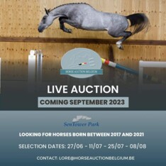 Neem deel aan de live veiling van Horse Auction Belgium!