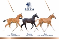 BWFA VEILING - TOPSPORT BINNEN HANDBEREIK