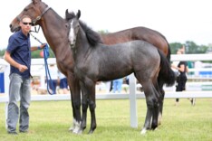 Bolesworth Elite Auction houdt hoge niveau..