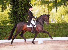Paarden-KI Service
