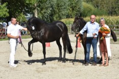 Resultaten Arabo-Friese Stamboekkeuring