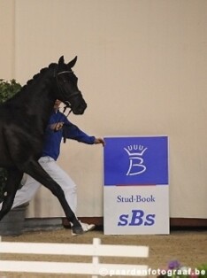Zestien hengsten goedgekeurd voor sBs