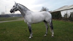 Bonheiden: Meirsschaert en Cascor Z 3e in GP