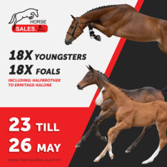 HorseSales.Auction Spring Foals 2024