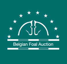 Belgian Foal Auction zoekt BWP veulens!