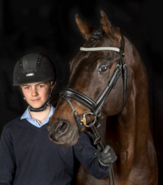 BRp-elitehengst: Brillant's Golden Boy