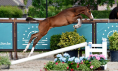 Belgian Foal Auction gemiddelde +11000 €