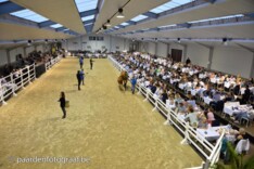 Auction Twinkeling volledig online met ...