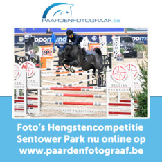 Foto's Hengstencompetitie nu online op paardenfotograaf.be