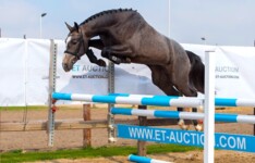 ET Auction jonge paardenveiling groot succes