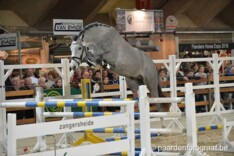 Opnieuw een veiling op Jumping Mechelen