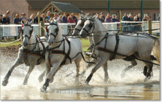 Geerts en Van Den Ouweland delen Lipizzaners