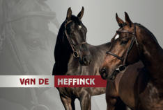 Vernieuwde site Van de Heffinck met recente