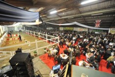 1ste veiling van 2015: Horse Auction Belgium