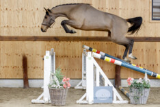 Maandag is weer een succesvolle veiling van Horse Auction Belgium afgelopen